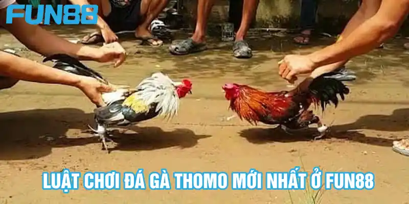 Luật chơi đá gà Thomo mới nhất ở Fun88 